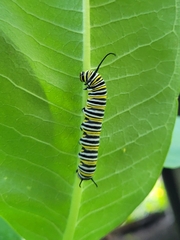 Danaus plexippus