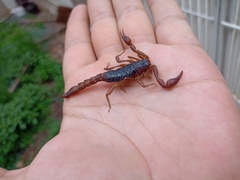 Thorellius cristimanus