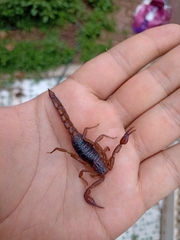 Thorellius cristimanus