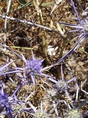 Eryngium creticum