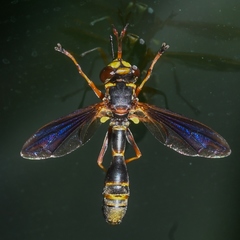 Physocephala sagittaria