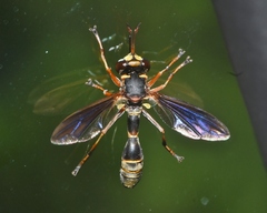 Physocephala sagittaria