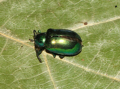 Chrysochus auratus