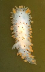 Crimora coneja