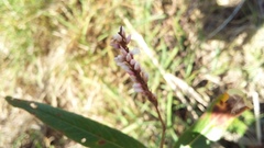 Persicaria madagascariensis