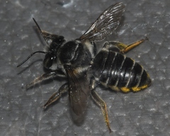 Megachile petulans