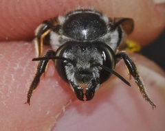 Megachile petulans