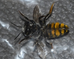 Megachile petulans