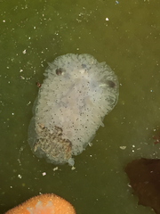 Acanthodoris rhodoceras