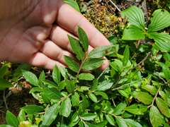 Vaccinium myrtilloides image