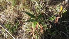 Persicaria madagascariensis