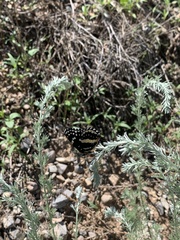 Chlosyne lacinia crocale