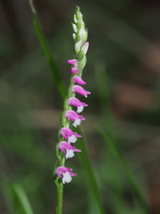 Spiranthes sinensis