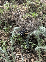 Chlosyne lacinia crocale