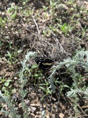 Chlosyne lacinia crocale