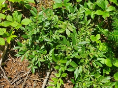 Vaccinium myrtilloides image