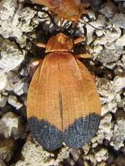 Lycus arizonensis