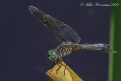 Pachydiplax longipennis