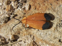 Lycus arizonensis