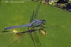Erythemis simplicicollis