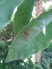 Polistes