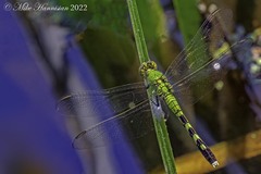Erythemis simplicicollis