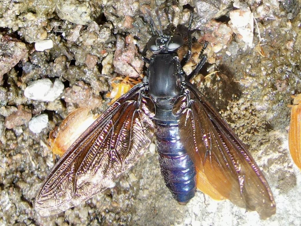 Mydas boonei