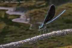 Calopteryx maculata