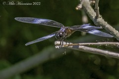 Libellula luctuosa