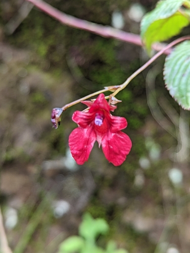 Impatiens fischeri image