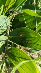 Phyllosticta cruenta