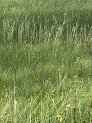 Dactylorhiza majalis