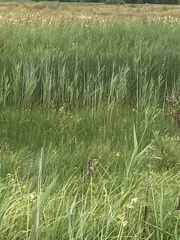 Dactylorhiza majalis