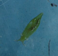 Phyllaplysia engeli