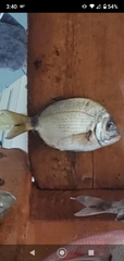 Diplodus holbrookii