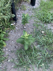 Asclepias syriaca