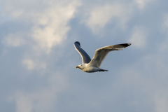 Larus michahellis