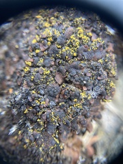 Psora globifera