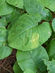 Scrobipalpula manierreorum