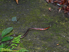 Triangle Keelback photo 3