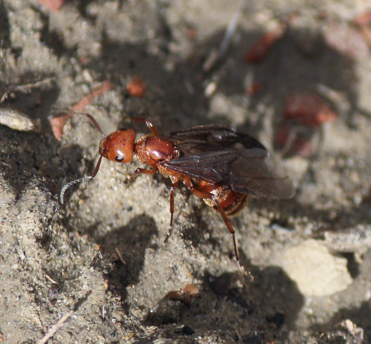 Formica ciliata