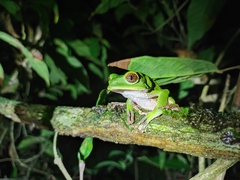 Phyllomedusa trinitatis