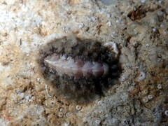 Acanthochitona fascicularis