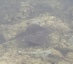 Urobatis halleri