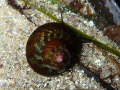 Calliostoma lusitanicum