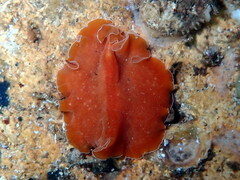 Yungia aurantiaca