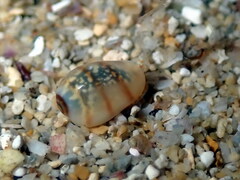 Gibberula miliaria