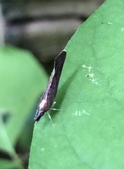 Apache degeeri