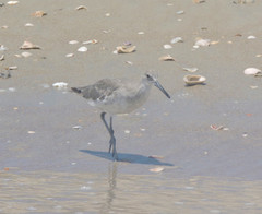 Tringa semipalmata semipalmata
