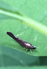 Apache degeeri
